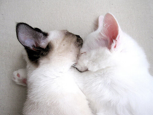 乔·波尔曼的突破能力和球场感知,使袋鼠队攻防更加流畅